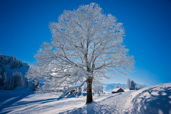 Обои картинки фото природа, зима, снег, дорога, дерево