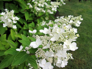 Картинка цветы гортензия белый