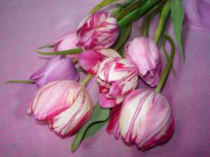 Картинка цветы тюльпаны пестрый