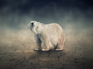 Картинка животные медведи белый медведь земля трещины