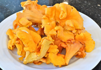 Картинка еда грибы грибные блюда лисички