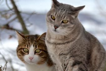 Картинка животные коты прогулка двое снег