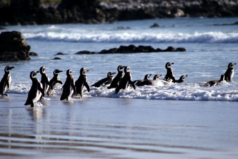 Картинка животные пингвины берег море