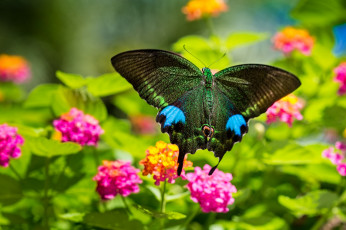 Картинка животные бабочки цветы лантана крылья яркий