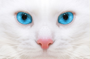 Картинка животные коты нос мордочка глаза