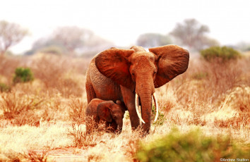 обоя животные, слоны, мама, малыш