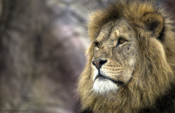 Картинка животные львы портрет царь