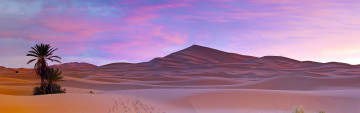 Картинка природа пустыни песок пальмы облака