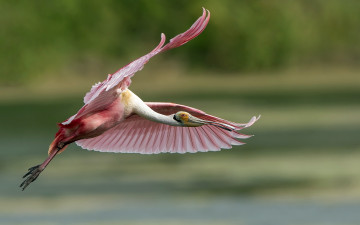Картинка животные ибисы колпицы птица природа полёт