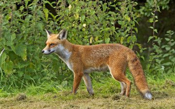 Картинка животные лисы лиса природа лето