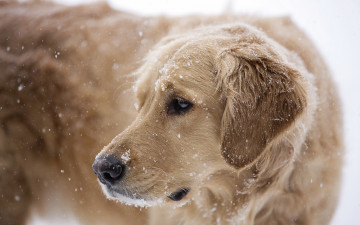 Картинка животные собаки снег собака
