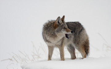 обоя животные, волки, природа, зима, волк