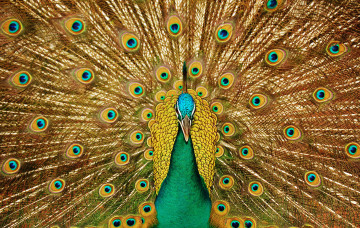 Картинка животные павлины птица перья хвост
