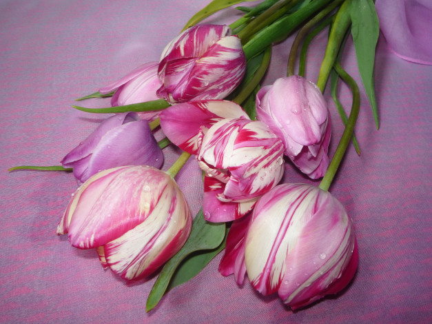 Обои картинки фото цветы, тюльпаны, пестрый