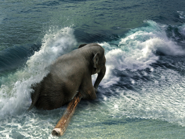 Обои картинки фото животные, слоны, волна, бревно, море