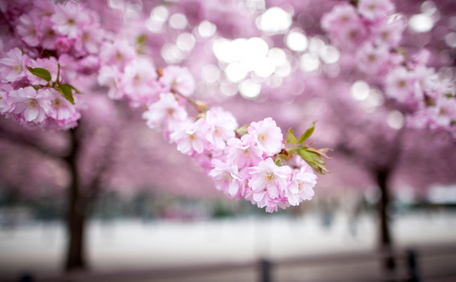 Обои картинки фото цветы, сакура, вишня, ветка, розовый