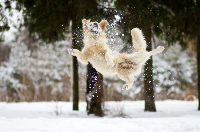 Обои картинки фото животные, собаки, радость, настроение, снег, зима