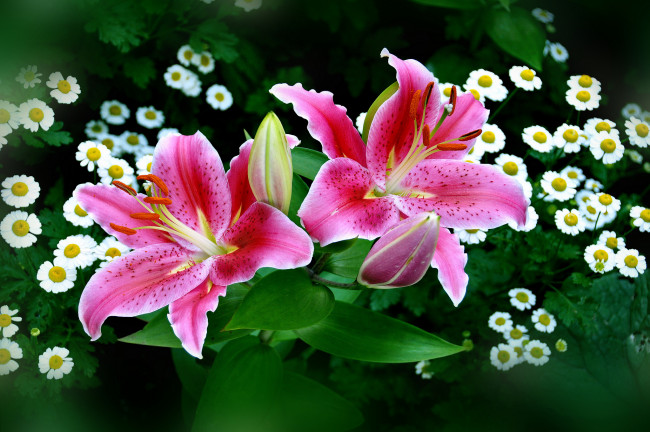 Обои картинки фото цветы, разные, вместе, ромашки, лилии