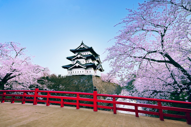 Обои картинки фото города, замки, Японии, пагода, сакура