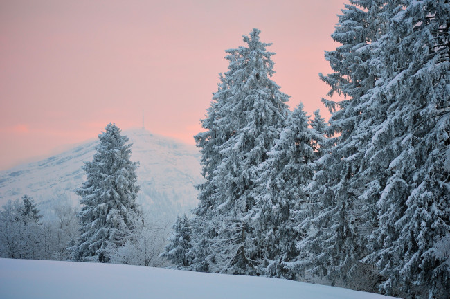 Обои картинки фото природа, зима, гора, снег, деревья