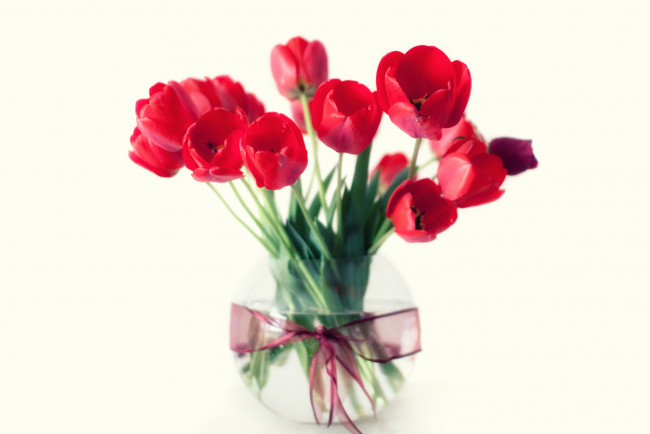 Обои картинки фото цветы, тюльпаны, бант, букет