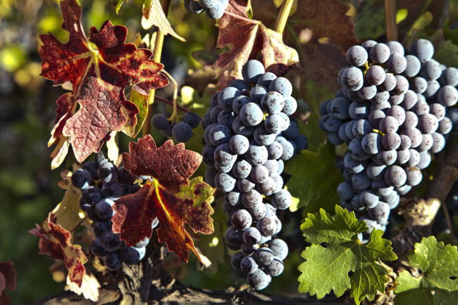 Обои картинки фото природа, Ягоды, виноград, синий, гроздья, лоза