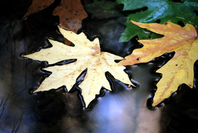 Обои картинки фото природа, листья, клен, лужа, осень