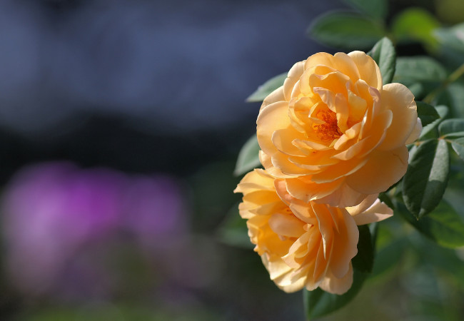 Обои картинки фото цветы, розы, желтый, пара