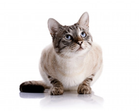 Картинка животные коты взгляд кот