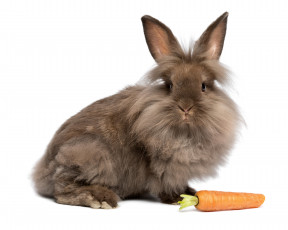 обоя животные, кролики,  зайцы, кролик, морковь, взгляд