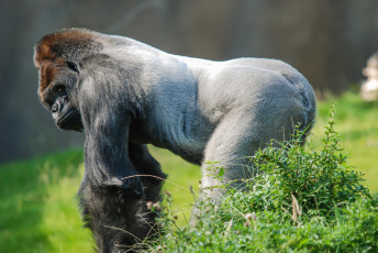 Картинка животные обезьяны обезьяна горилла взгляд самец примат