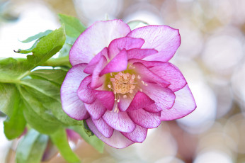 Картинка цветы геллеборус+ морозник макро лепестки цветок