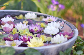 Картинка цветы геллеборус+ морозник вода блюдо