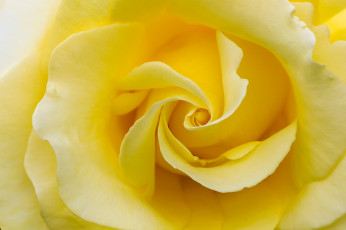Картинка цветы розы макро лепестки желтая роза