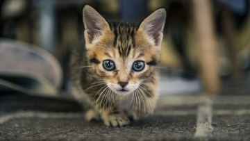 Картинка животные коты взгляд котёнок глаза котэ