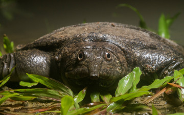 Картинка животные Черепахи черепаха догания dogania subplana