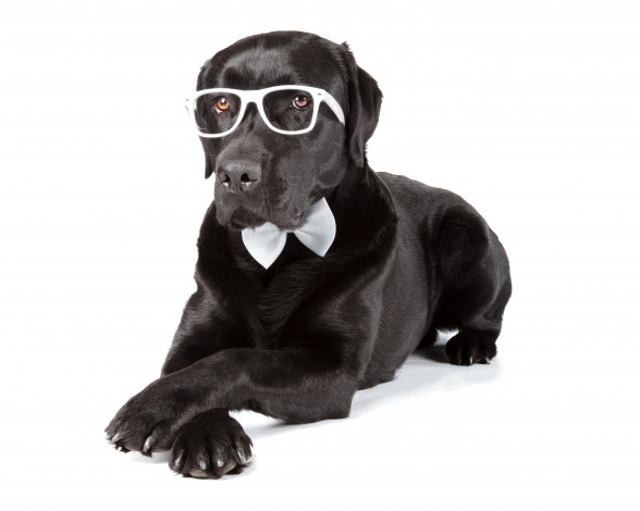 Обои картинки фото лабрадор ретривер, животные, собаки, черный, очки, ретривер, лабрадор