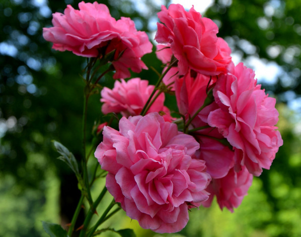 Обои картинки фото цветы, розы, куст, розовые