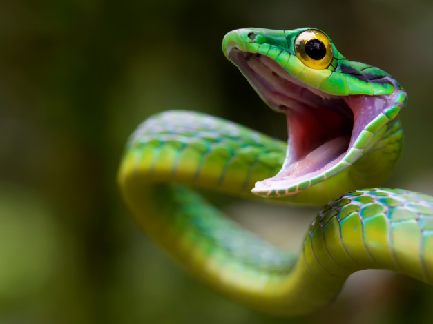 Обои картинки фото животные, змеи,  питоны,  кобры, costa, rica, green, snake, дикая, природа, атака, змея