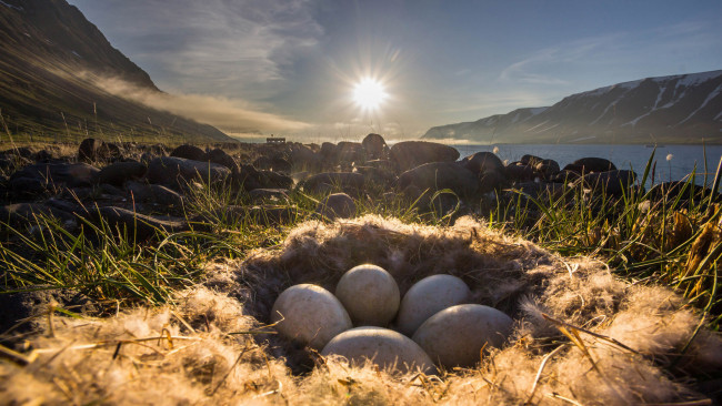 Обои картинки фото животные, гнезда птиц, камни, горы, яйца, солнце