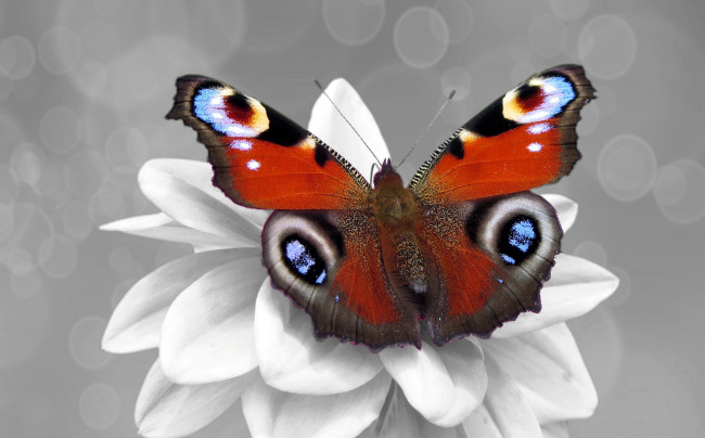 Обои картинки фото животные, бабочки,  мотыльки,  моли, бабочка, цвет, цветок, color, splash, чб