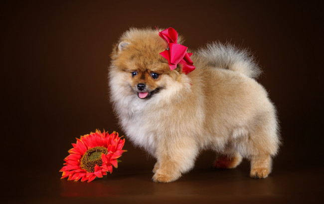 Обои картинки фото животные, собаки, цветок, щенок, шпиц, бант