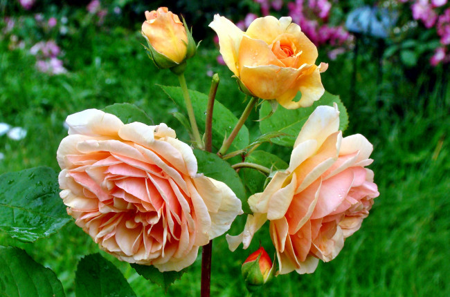 Обои картинки фото цветы, розы, оранжевые, куст