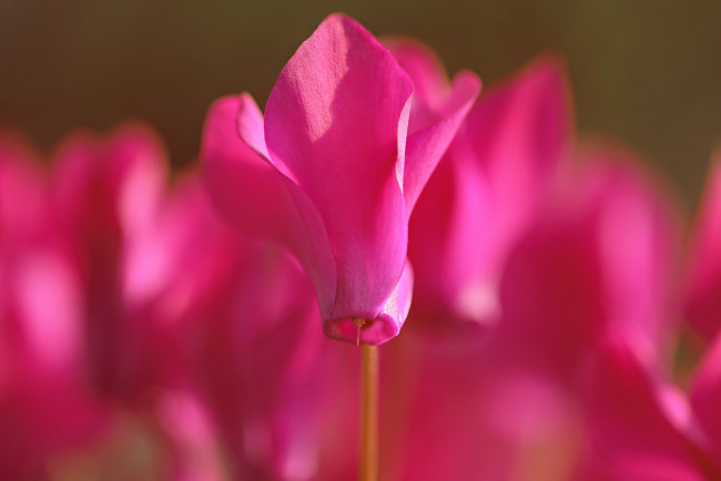 Обои картинки фото цветы, розовый, макро