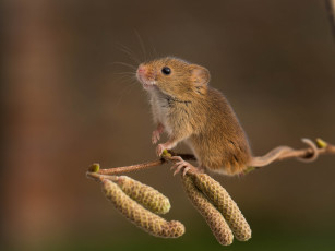 Картинка животные крысы +мыши мышь-малютка harvest mouse серёжки ветка грызун мышка