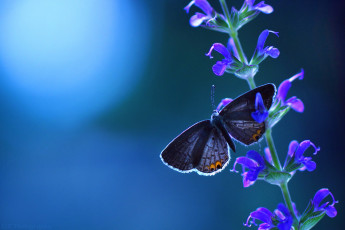 Картинка животные бабочки +мотыльки +моли бабочка цветы цветок ствол макро фон