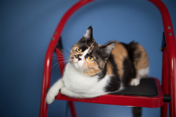 Картинка животные коты кошка фон взгляд