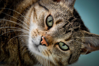 Картинка животные коты кот взгляд мордочка кошка