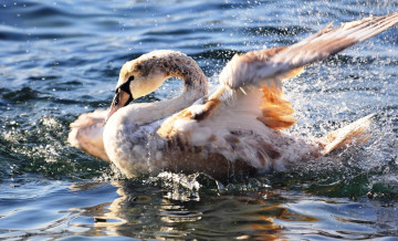 Картинка животные лебеди брызги вода лебедь