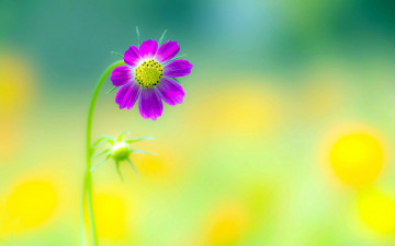 Картинка цветы космея фиолетовый цветок
